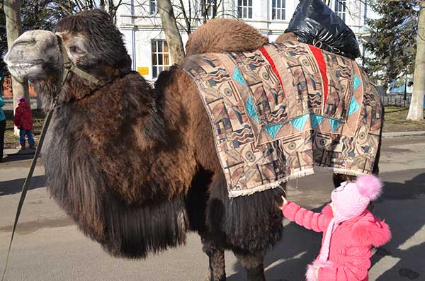 Верблюд